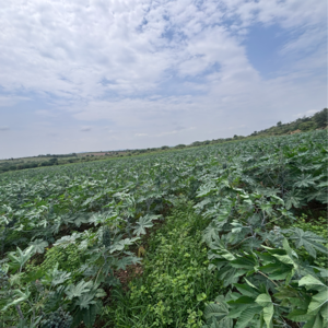  Land For Sale in Vinchipeta