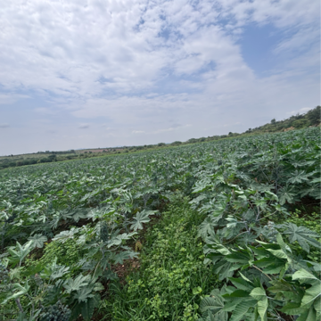  Land For Sale in Vinchipeta