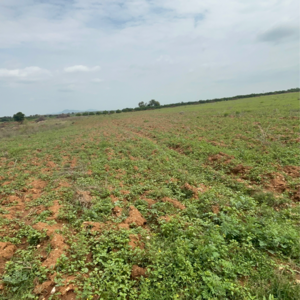 Plot Area in  Land at Vinchipeta – for Sale