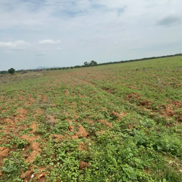 Plot Area in  Land at Vinchipeta – for Sale