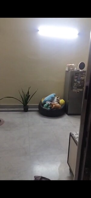 2 BHK Apartment For Rent in RWA Apartments Sector 47, Sector 47