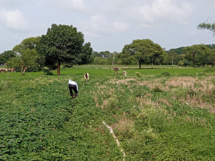 undefined, ujjain road Commercial Land 5280 Sq.Ft. In Ujjain Road Indore 9240410