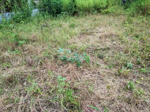 Plot Area in  Plot at Bavdhan – for Sale