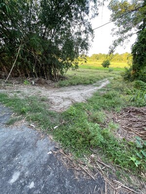 Plot Area in  Plot at Tamakuhi Raj – for Sale