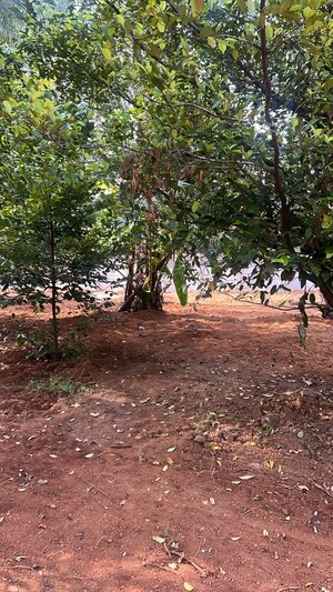 Plot Area in  Plot at Kolazhy – for Sale