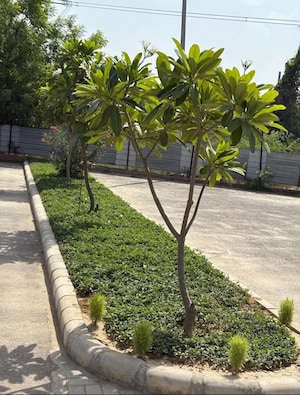  Plot – Garden View at Satya Merano Greens, Sector 99a - for Sale