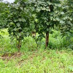 1 Acre Plot in HIll Views