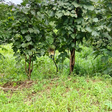 Plot For Rent in HIll Views, Karjat