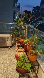 3 BHK + Pooja Room 250 Sq.Yd. Builder Floor in Parklands