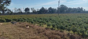 Plot Area in  Plot at Maheshwaram – for Sale