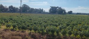 Plot Area in  Plot at Maheshwaram – for Sale