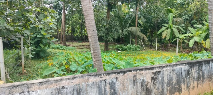 undefined, mukkattukara  4356 Sq.Ft. Plot In Mukkattukara Thrissur 9264383