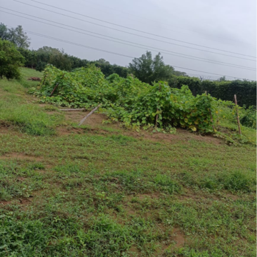 Plot Area in 3 BHK Independent House at Sohna – for Sale