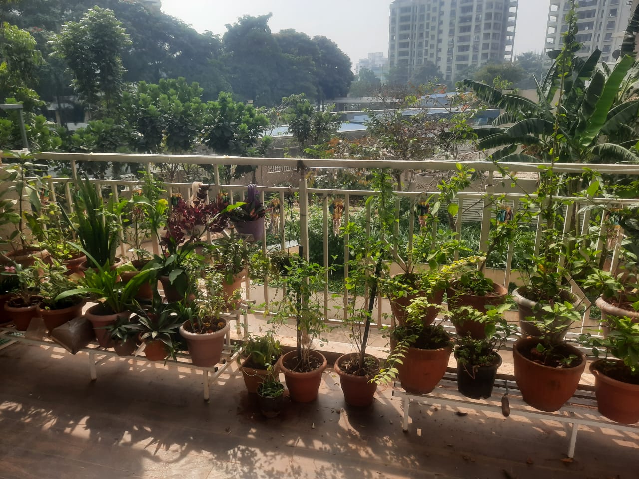 3 BHK Apartment For Sale in Kalpataru Exquisite 