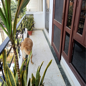 Balcony in 1.5 BHK Villa at Sector 23 – for Rent