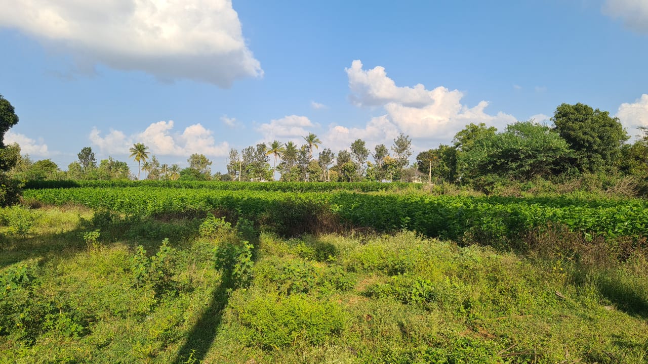 Plot For Sale in Adarsh Savana