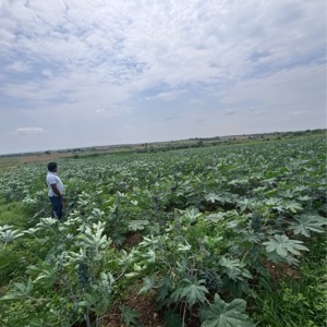  Land – Garden View at Vinchipeta - for Sale