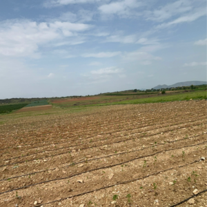  Land For Sale in Vinchipeta