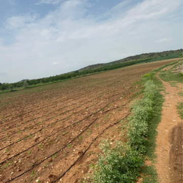 Plot Area in  Land at Vinchipeta – for Sale