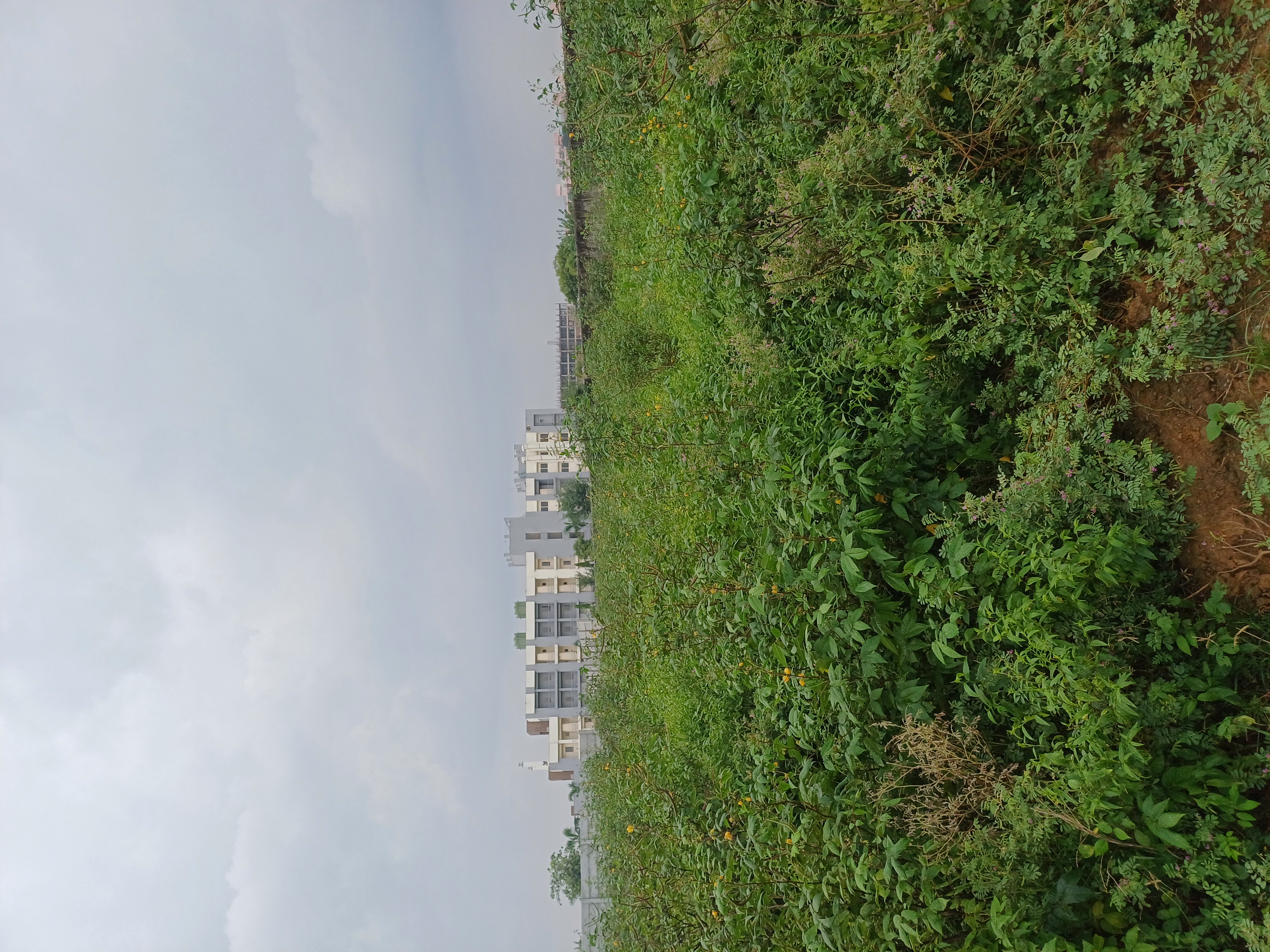 Plot For Sale in Jay Guru Ji Property 