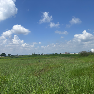 Plot Area in  Land at Guntur – for Sale