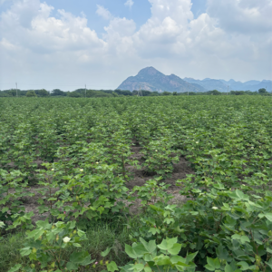 Plot Area in  Land at Guntur – for Sale