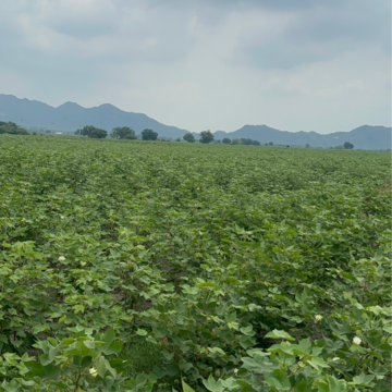 Plot Area in  Land at Guntur – for Sale