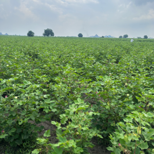 Plot Area in  Land at Guntur – for Sale