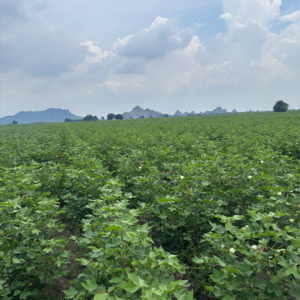  Land – Garden View at Guntur - for Sale