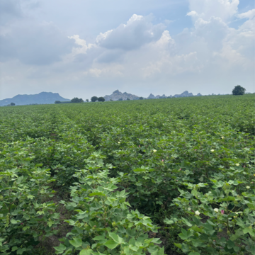  Land – Garden View at Guntur - for Sale