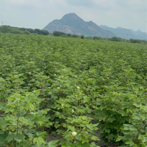  Land – Garden View at Guntur - for Sale