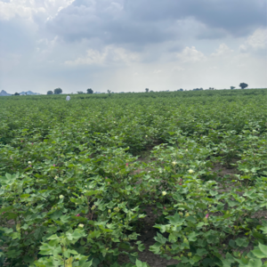  Land For Sale in Guntur