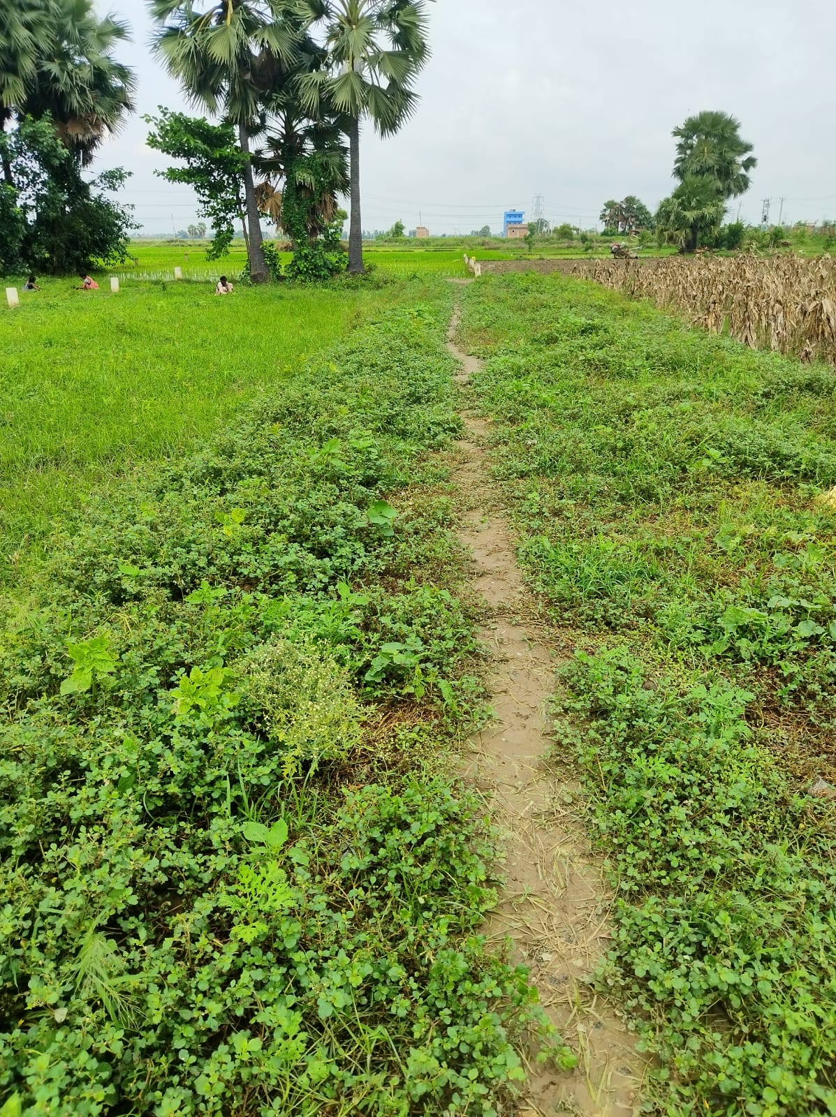 Plot For Sale in Kondapur