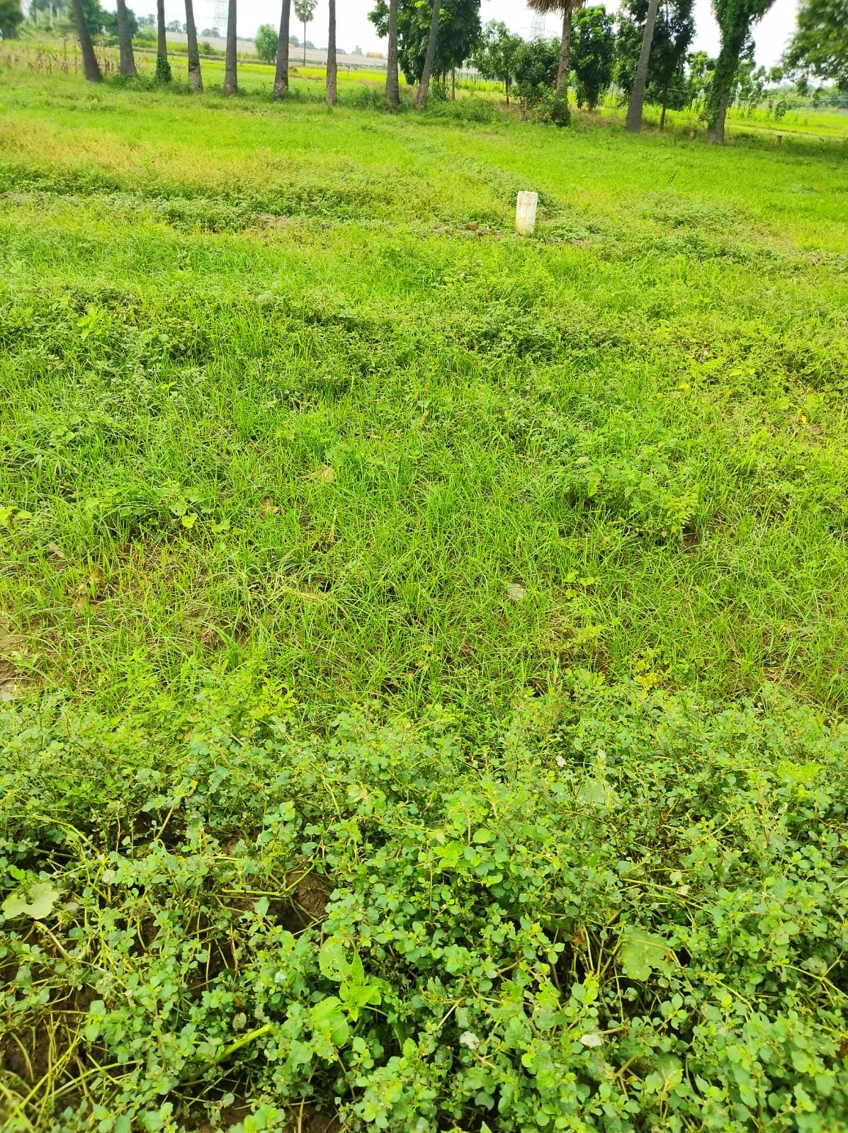 Plot For Sale in Kondapur