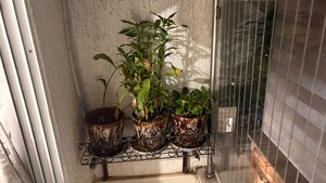 Living Room in 2 BHK Apartment at Ashar Aria, Kalwa – for Sale