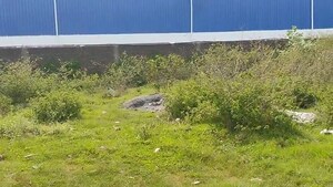 Plot Area in  Plot at Daladili – for Sale