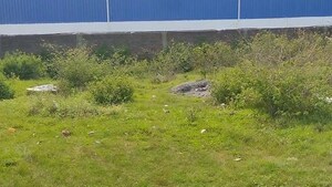 Plot Area in  Plot at Daladili – for Sale