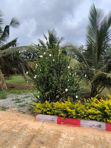  Plot – Exterior View View at Gadenahalli - for Sale