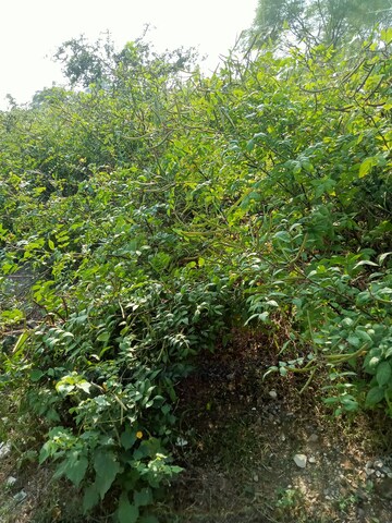  Plot – Garden View at Sainik Farm - for Sale