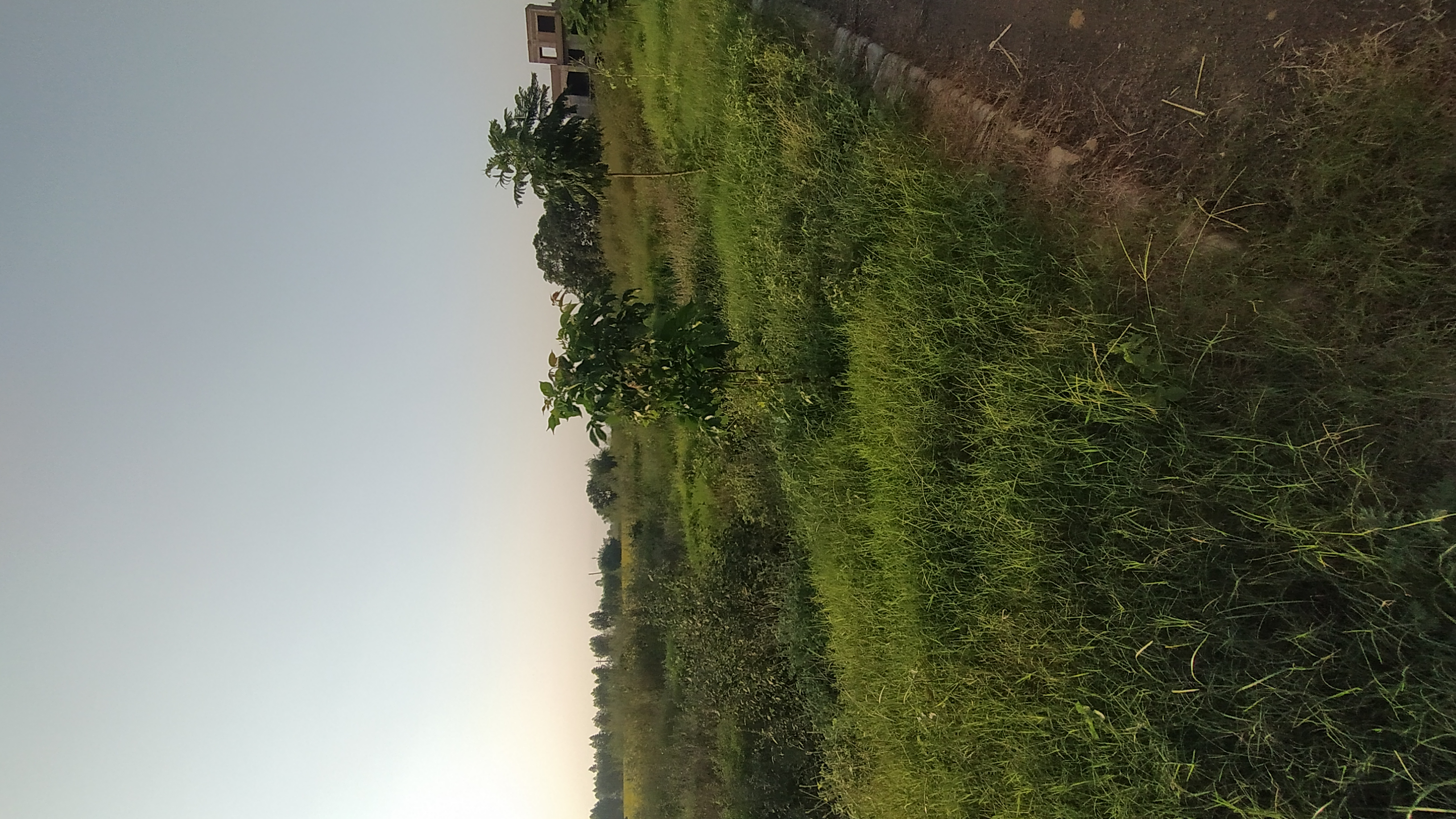 Plot For Sale in Altus Prime