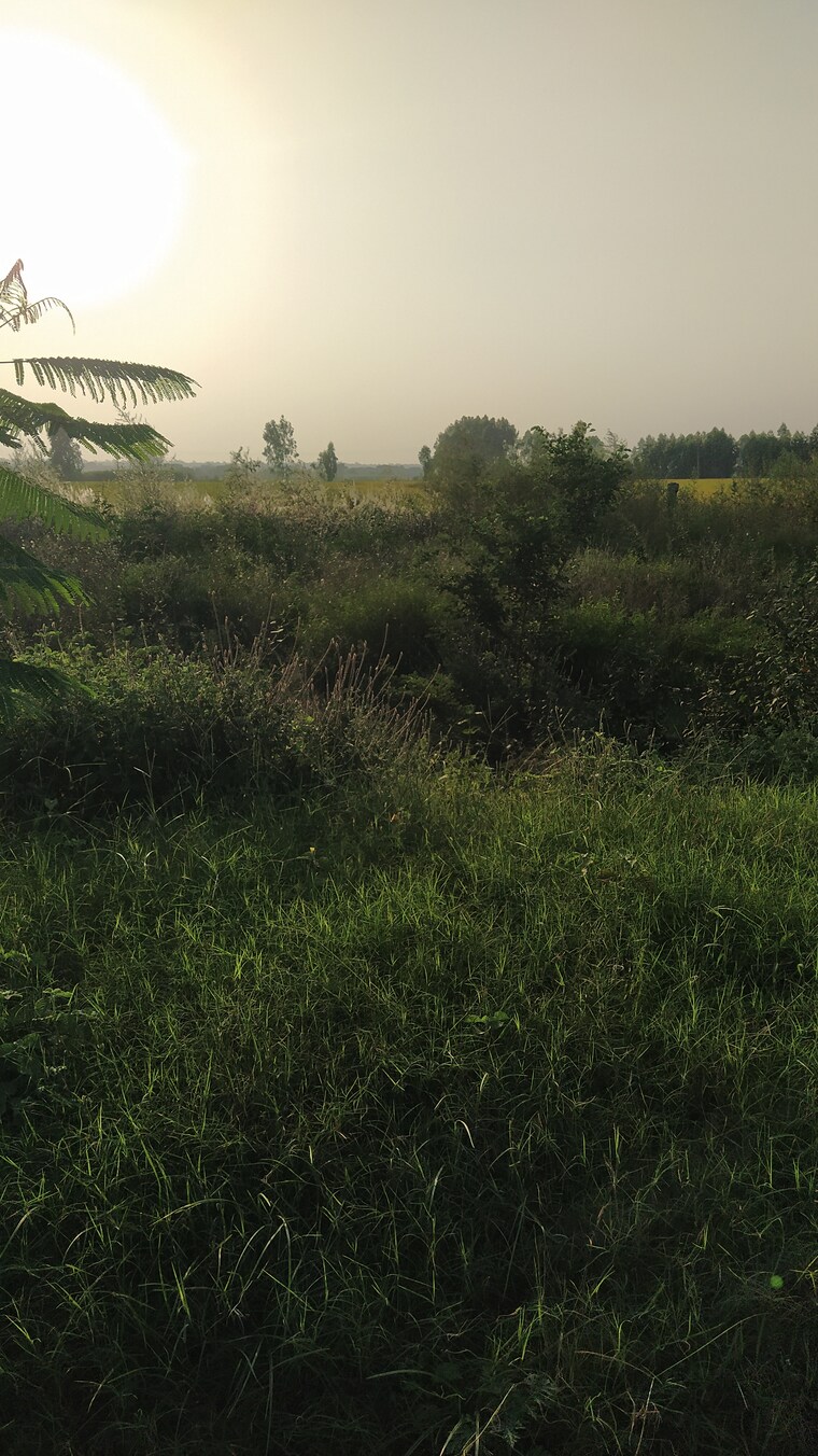 Garden, altus-prime  235 Sq.Yd. Plot In North Mullanpur Chandigarh 9300191