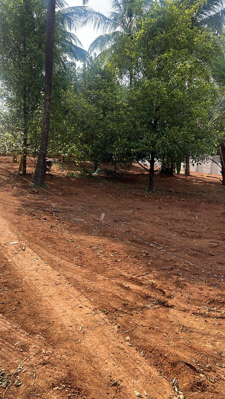 undefined, kolazhy  4356 Sq.Ft. Plot In Kolazhy Thrissur 9301001