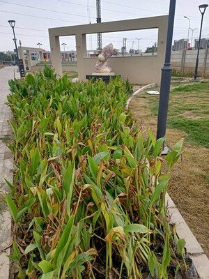 Balcony in  Plot at BPTP District, Sector 81 – for Sale