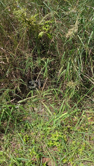  Plot For Sale in Vakil Whispering Woods, Thirumagondanahalli