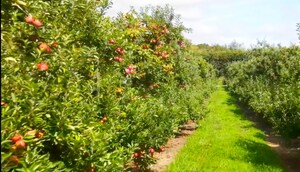  Plot – Garden View at Shankarpalli - for Sale