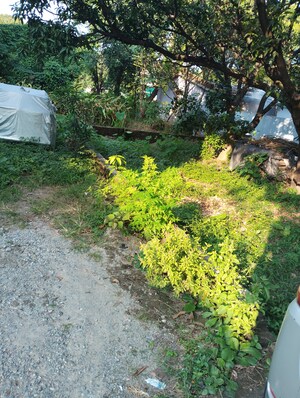  Plot – Garden View at Kusumkhera - for Sale