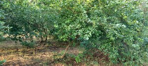 Plot Area in  Plot at Murbad – for Sale