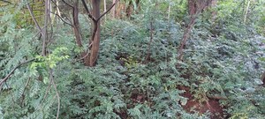  Plot – Garden View at Murbad - for Sale