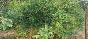  Plot – Garden View at Murbad - for Sale