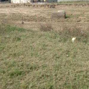 Plot Area in  Plot at Sector 66 B – for Sale